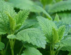 plantas para conciliar el sueño