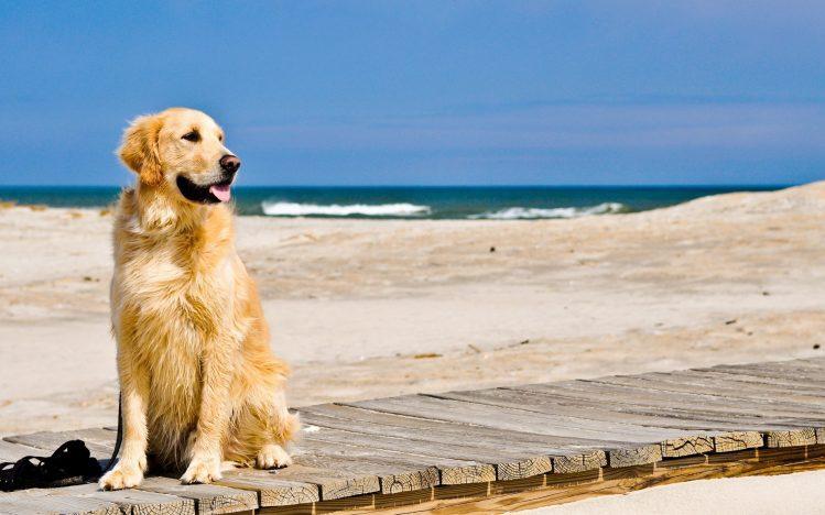 playas caninas