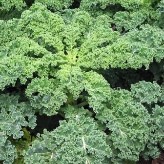 kale huerto en tereno