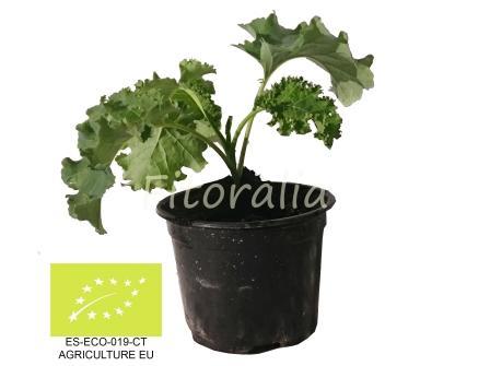 kale cultivo en macetas