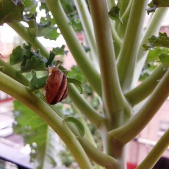 kale con caracoles