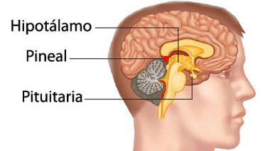 pineal