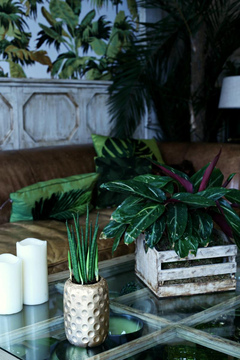 Macetero con una botella de Granini y Pintyplus 5