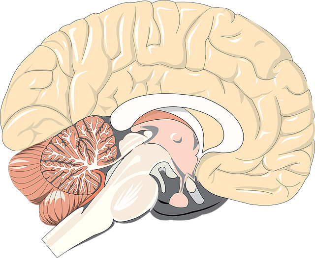efectos que produce el deporte en el cerebro