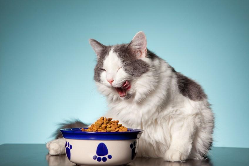 dieta de tu gato