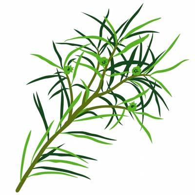 Planta de Árbol de Té propiedades Aceite