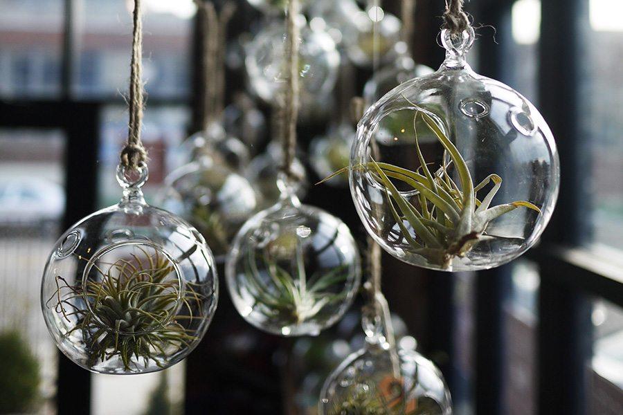 plantas de aire palmers