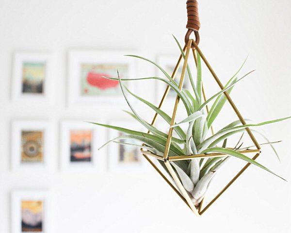plantas de aire palmers colgante