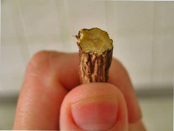 Regaliz sustitutivo de las uñas