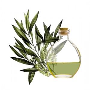 Aceite arbol te piojos
