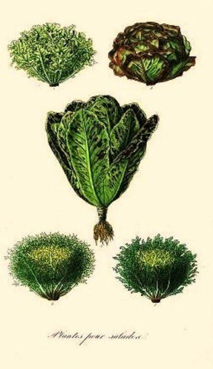 Ilustración botánica lechuga