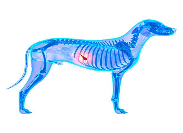 pancreas perro