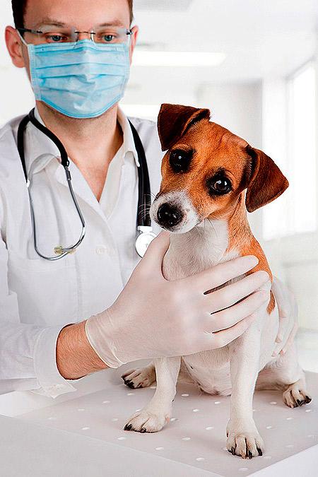 pancreatitis perros