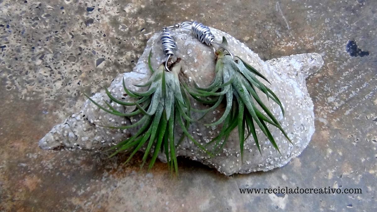 Bisutería, pendientes, colgante con plantas vivas. Claveles del viento