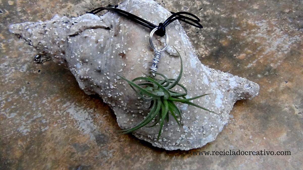 Bisutería, pendientes, colgante con plantas vivas. Claveles del viento