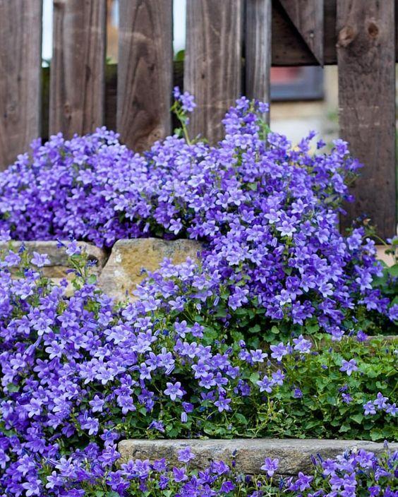 Campanulas