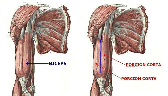 Guía de Bíceps: Anatomía