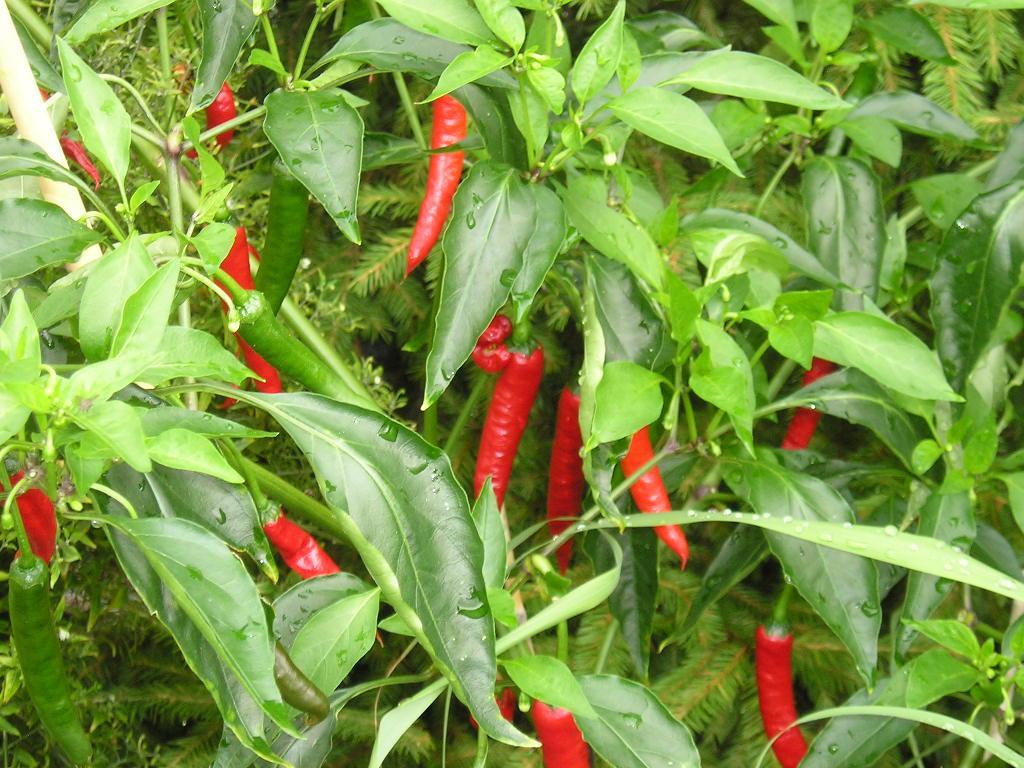 Planta pimiento guindilla roja