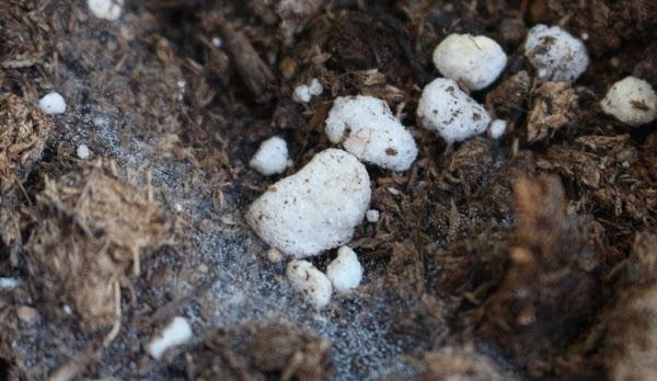 hongos agua oxigenada