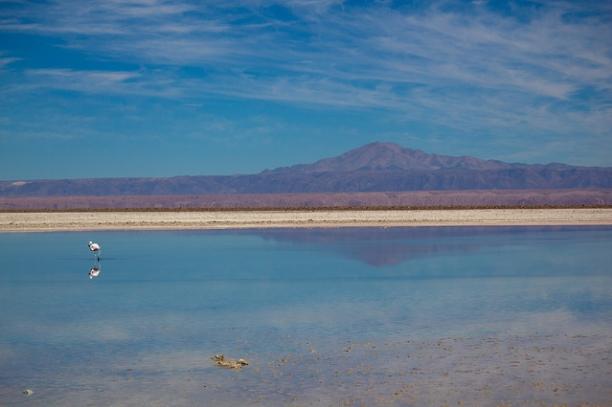 Laguna Chaxa - Atacama