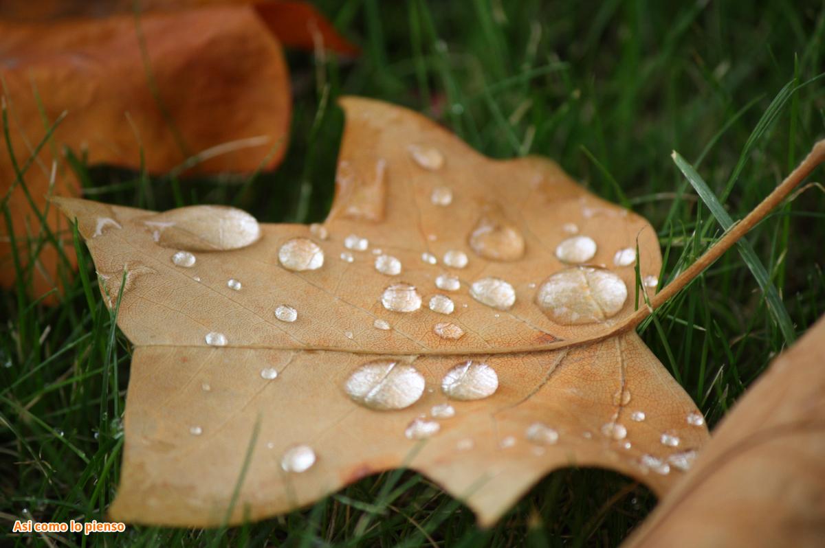 hoja-en-otoño