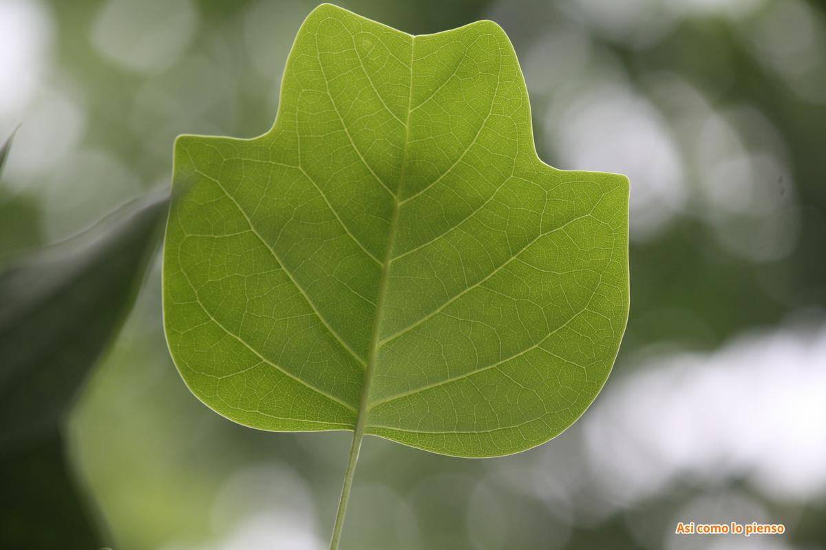 hoja verde