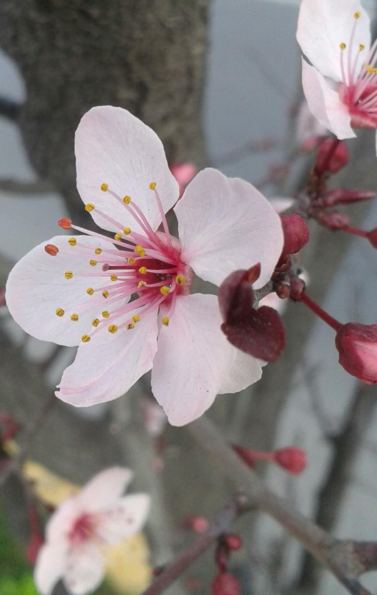 flores-primavera