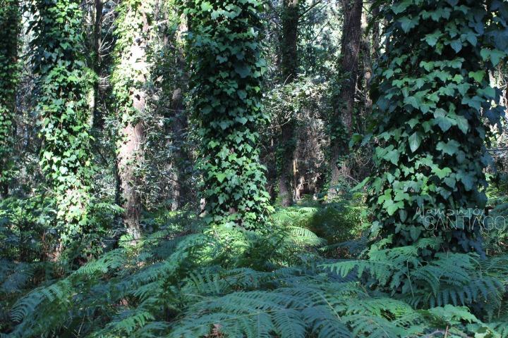 bosques-costa-da-morte-galicia