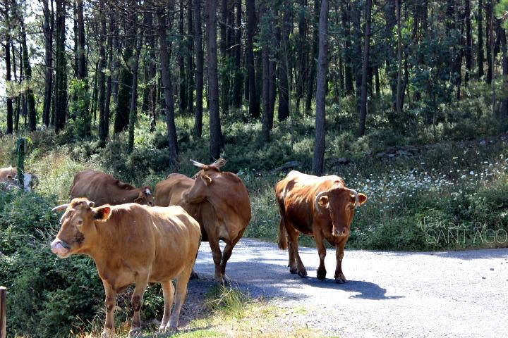 cabo-tourinancosta-da-morte-vacas
