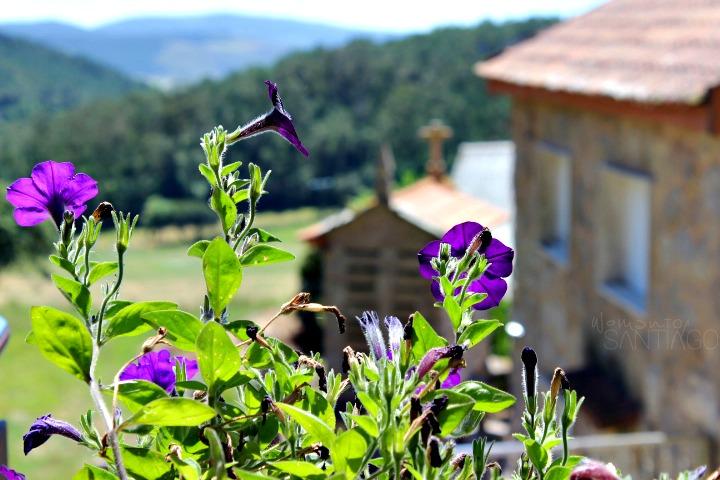 flores-casa-fontequeiroso