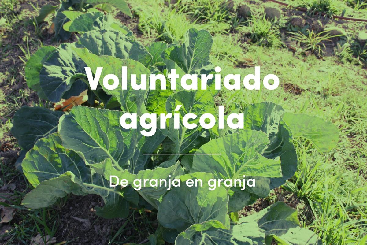 voluntariado-agricola-green-way-life-guille