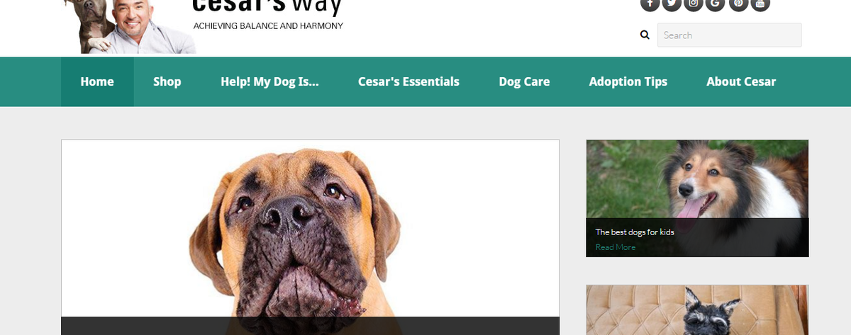 Cesar Millan Blog