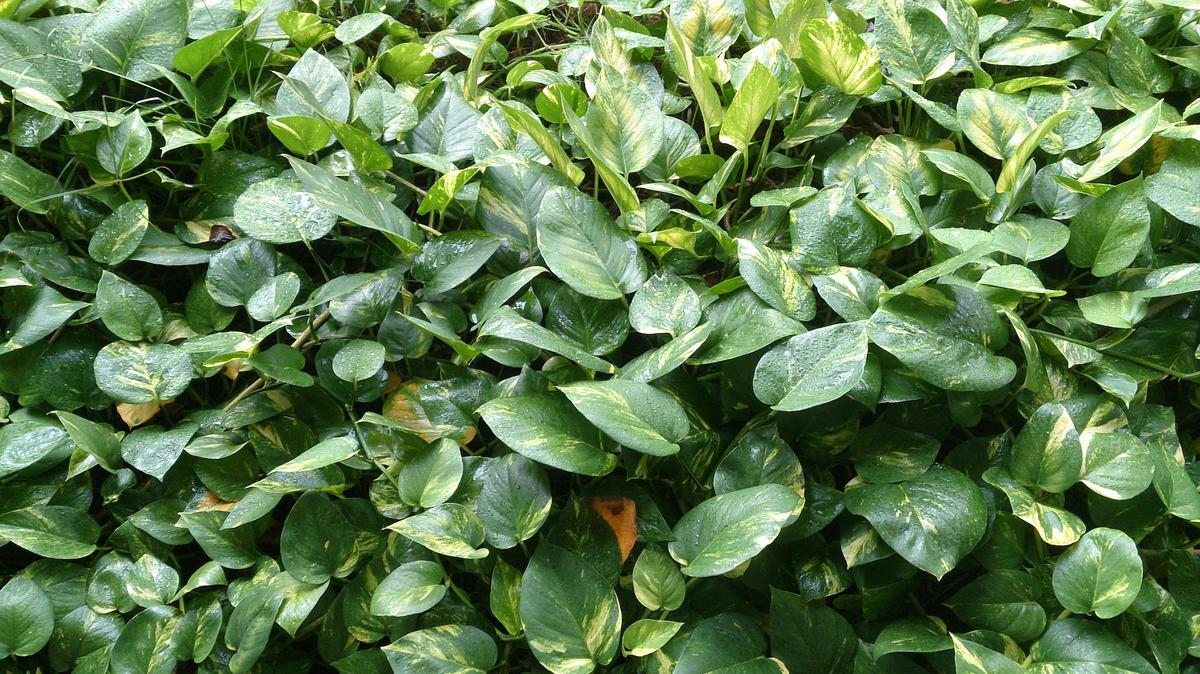 Epipremnum aureum o potus
