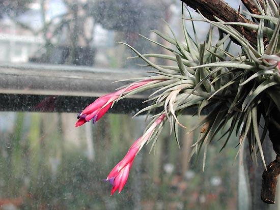 Clavel del Aire