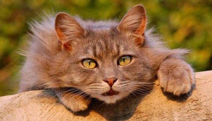 cómo es la visión de los gatos