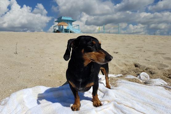 cuidar a tu perro en verano