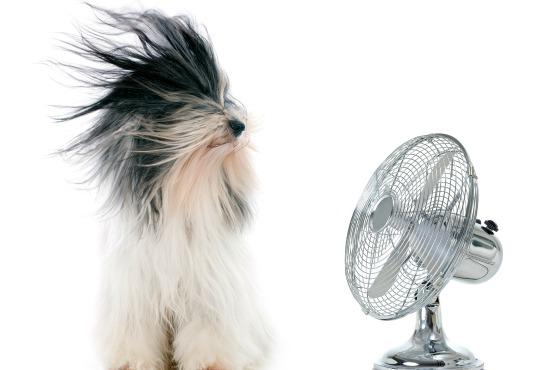 La salud de tu mascota en verano