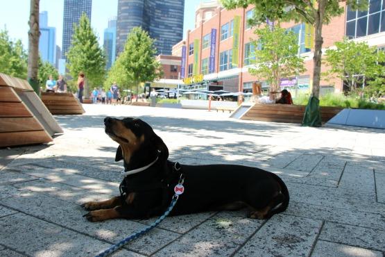 La salud de tu mascota en verano