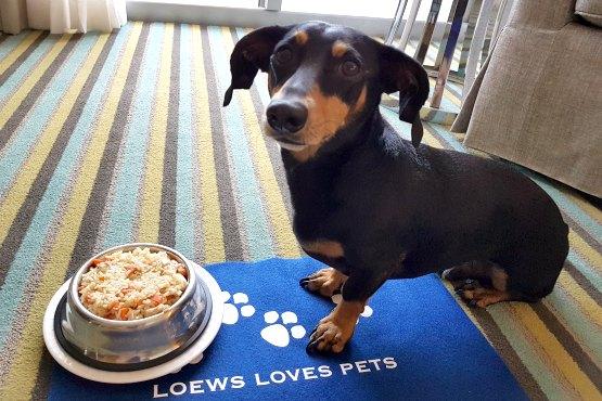 la alimentación de tu perro