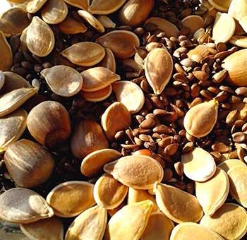 frutos secos para dieta equilibrada