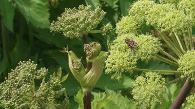 angelica