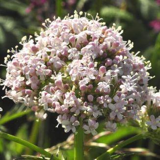 valeriana