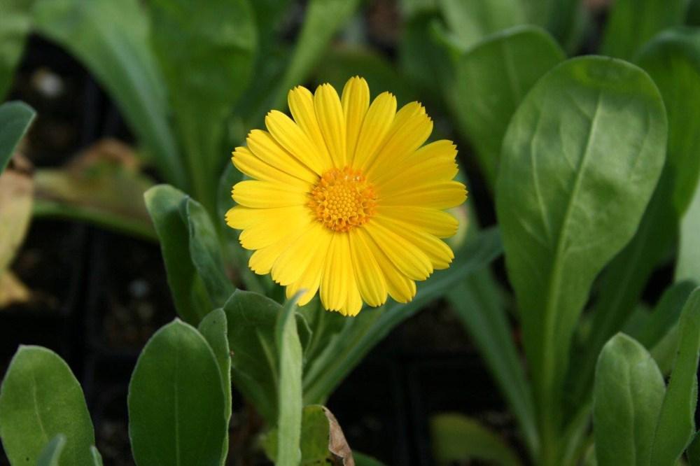 Calendula