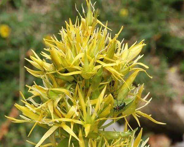 genciana