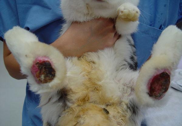 enfermedades-de-los-conejos-3