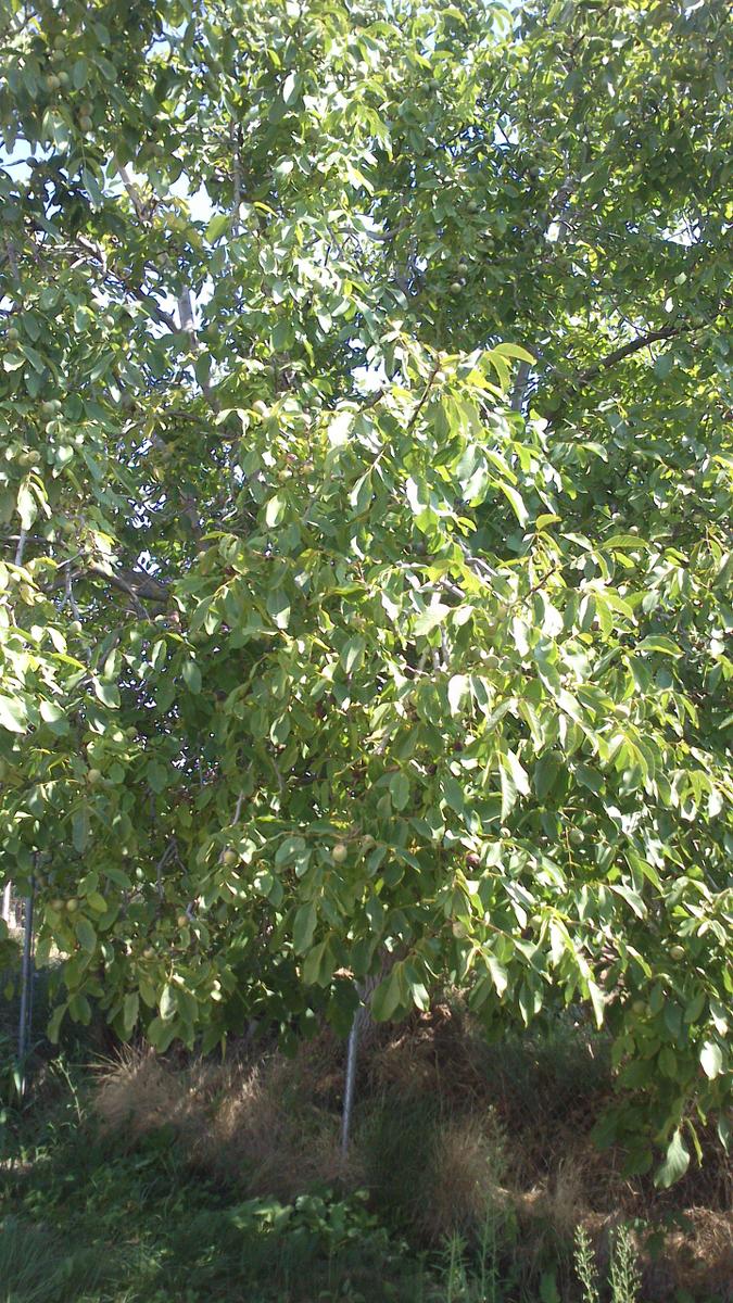 El árbol del nogal