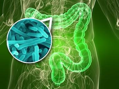 Resultado de imagen de flora intestinal