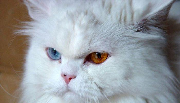 heterocromía en gatos