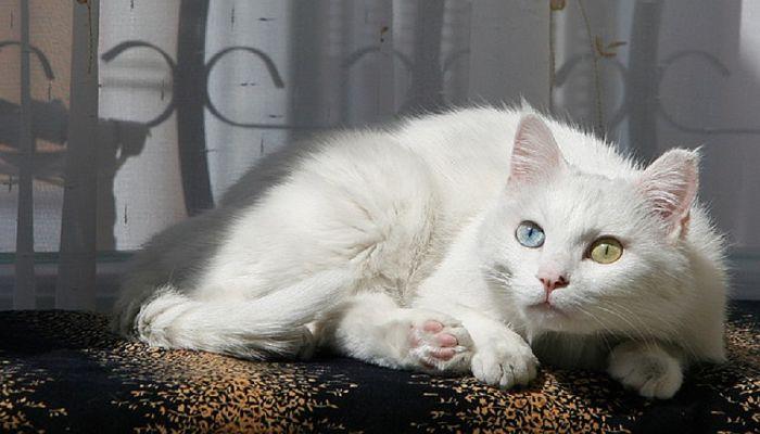 los gatos con heterocromía