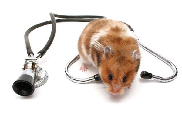 enfermedades-de-los-hamsters-1